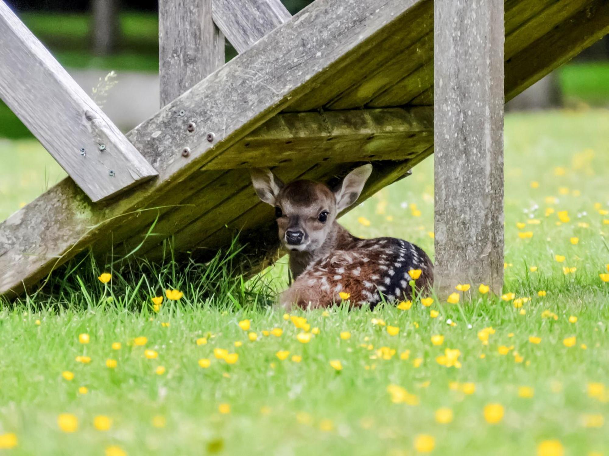 Deer Cottage 2 Uk39332 Biddenden Exteriér fotografie